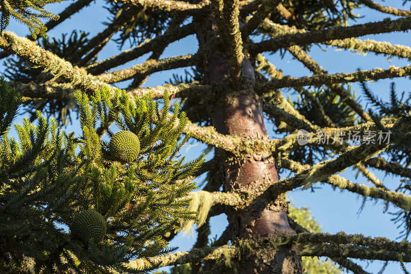 Parana Pine (Araucaria angustifolia)雌球果